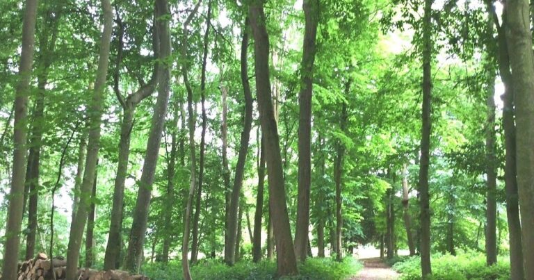 Woods – La Ferme de Sorval