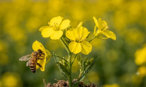Abeille butinant une fleur de colza de La Ferme de Sorval, productrice de miel local.