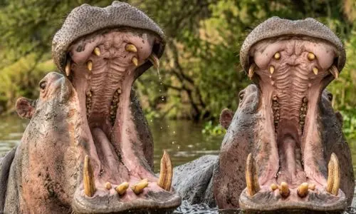 Hippopotames dans leur bassin à Pairi Daiza en Belgique, parc animalier proche de La Ferme de Sorval pour une sortie en famille.