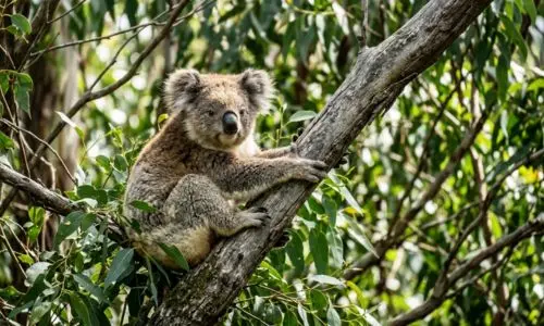 Koala au parc Pairi Daiza près de la Ferme de Sorval dans le nord de la France