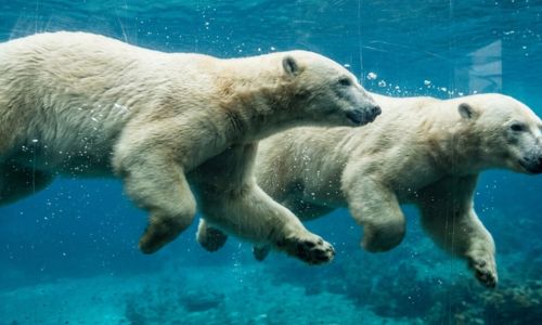 Ours polaires nageant au parc Pairi Daiza près de la Ferme de Sorval dans le nord de la France