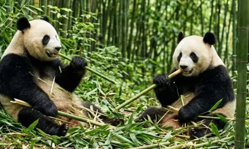 Panda géant à Pairi Daiza, parc animalier proche de La Ferme de Sorval pour une sortie en famille.