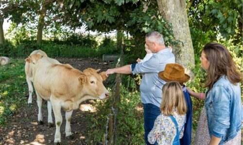 les vaches de la Ferme de Sorval